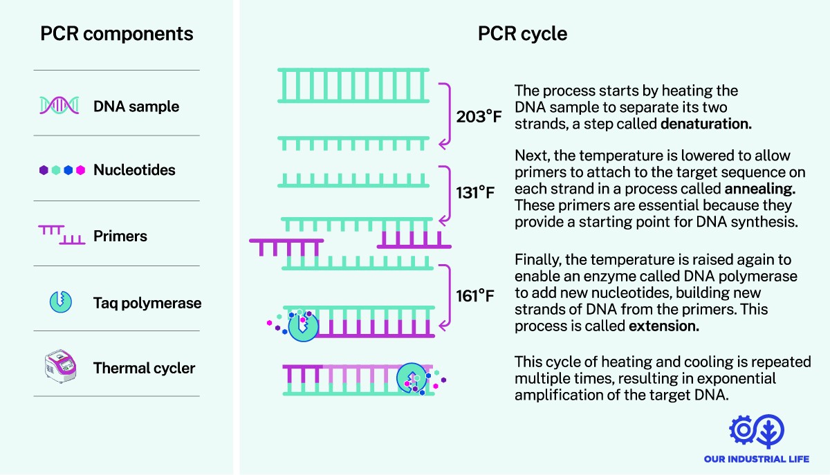 How does PCR work