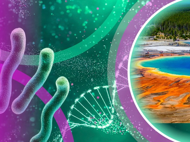 The tiny microbe that changed molecular biology forever